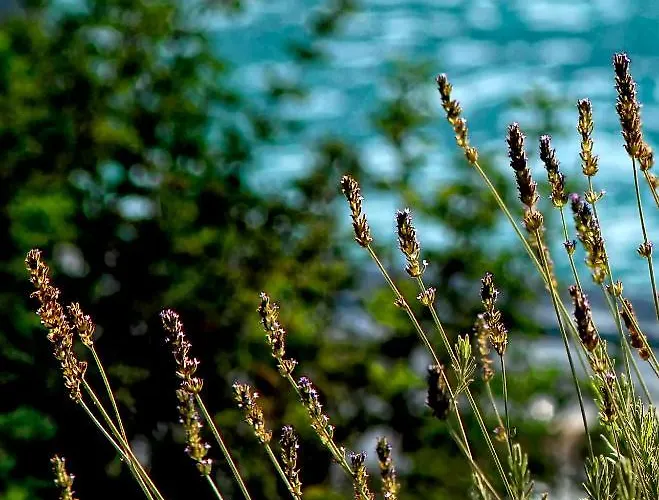 Olivemare Hotell Kateleios